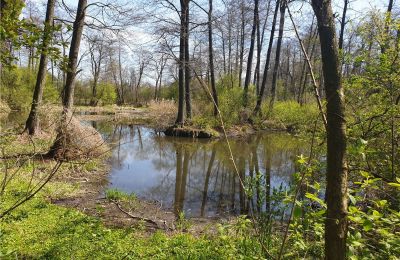 Parque histórico à venda Dębe Wielkie, Ruda, Mazowieckie, Imagem 8/24