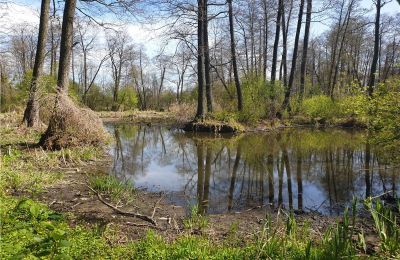 Parque histórico à venda Dębe Wielkie, Ruda, Mazowieckie, Imagem 9/24