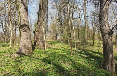 Parque histórico à venda Dębe Wielkie, Ruda, Mazowieckie, Imagem 12/24
