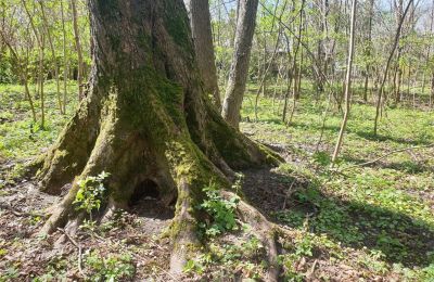 Parque histórico à venda Dębe Wielkie, Ruda, Mazowieckie, Imagem 18/24