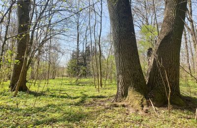 Parque histórico à venda Dębe Wielkie, Ruda, Mazowieckie, Imagem 19/24