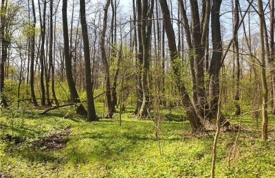 Parque histórico à venda Dębe Wielkie, Ruda, Mazowieckie, Imagem 21/24