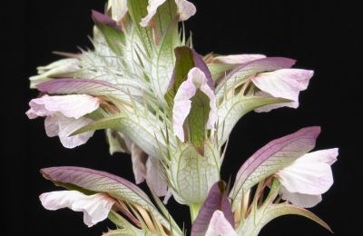 Palácio à venda 91792 Ellingen, An der Vogtei 2, Baviera, Akanthus