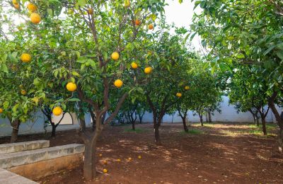 Casa de campo à venda Ostuni, Strada Provinciale 21, Apúlia, Imagem 30/33