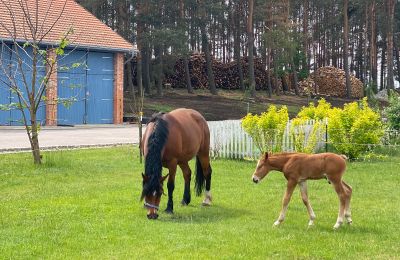 Casa senhorial à venda Krzyż Wielkopolski, Wielkopolskie, Imagem 14/20