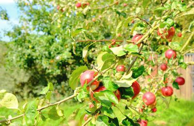 Moinho à venda 29451 Dannenberg, Baixa Saxônia, Imagem 15/20