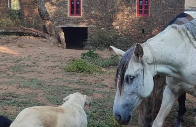 Casa senhorial à venda Galiza, Imagem 13/48