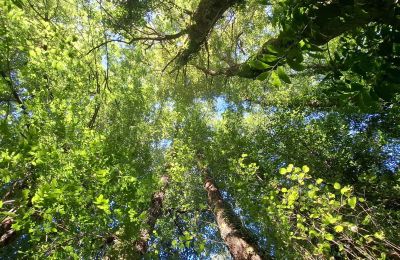 Casa senhorial à venda Galiza, Imagem 34/48