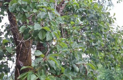 Casa senhorial à venda Galiza, Imagem 36/48