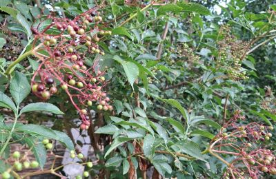 Casa senhorial à venda Galiza, Imagem 37/48
