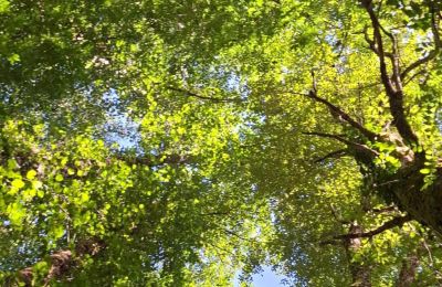 Casa senhorial à venda Galiza, Imagem 38/48