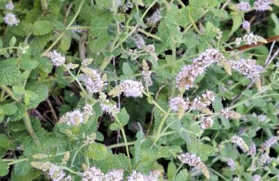 Casa senhorial à venda Galiza, Imagem 39/48