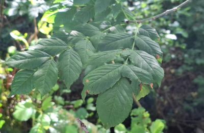 Casa senhorial à venda Galiza, Imagem 40/48
