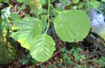 Casa senhorial à venda Galiza, Imagem 41/48