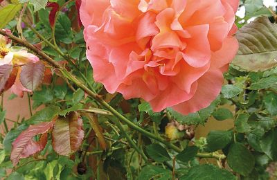 Castelo à venda Mecklemburgo-Pomerânia Ocidental, Imagem 81/97