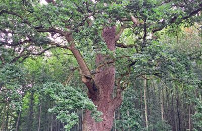 Castelo à venda Mecklemburgo-Pomerânia Ocidental, Imagem 66/97