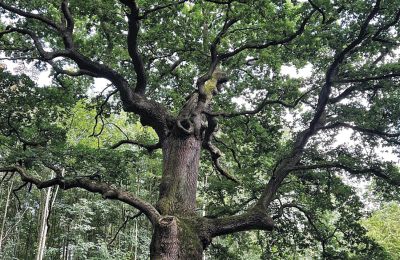 Castelo à venda Mecklemburgo-Pomerânia Ocidental, Imagem 8/97