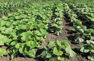 Castelo à venda Mecklemburgo-Pomerânia Ocidental, Imagem 60/97