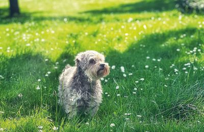 Castelo à venda Mecklemburgo-Pomerânia Ocidental, Imagem 75/97