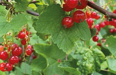Castelo à venda Mecklemburgo-Pomerânia Ocidental, Imagem 78/97