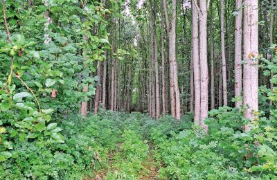 Castelo à venda Mecklemburgo-Pomerânia Ocidental, Imagem 65/97