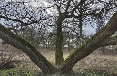 Casa senhorial à venda Bolkowice, Dwór w Bolkowicach, Zachodniopomorskie, Jardim palaciano