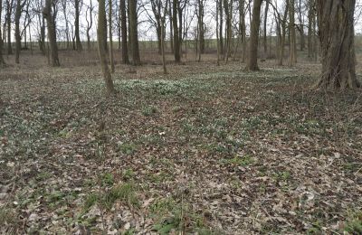 Casa senhorial à venda Bolkowice, Dwór w Bolkowicach, Zachodniopomorskie, Propriedade