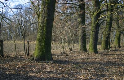 Casa senhorial à venda Rogów Wołowski, Baixa Silésia, Imagem 13/25